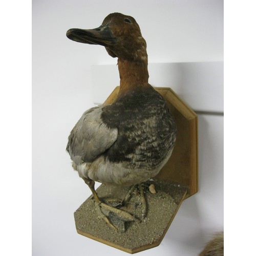 1 - An antique taxidermy Porchard Duck on a wall mounting base