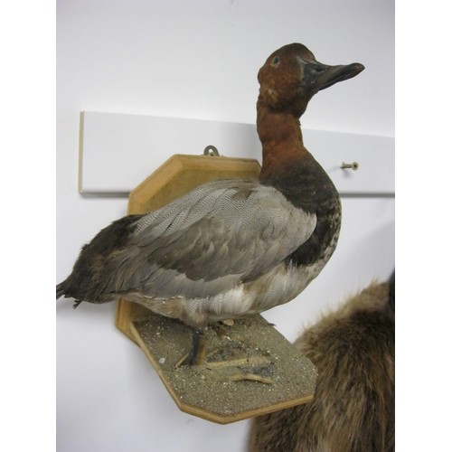 1 - An antique taxidermy Porchard Duck on a wall mounting base