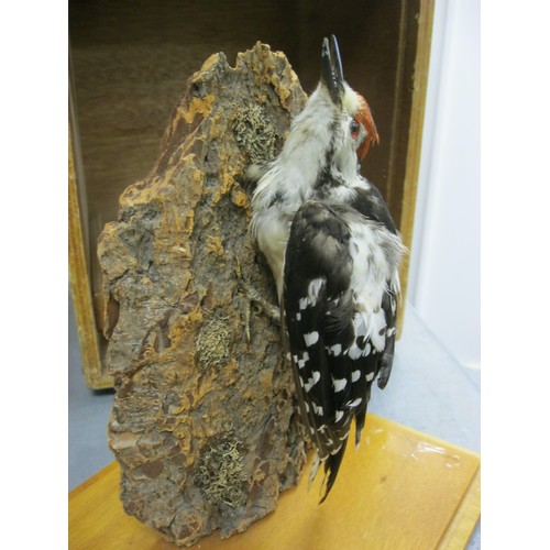 12 - A vintage taxidermy Greater Spotted Woodpecker on a tree branch in wooden transport case