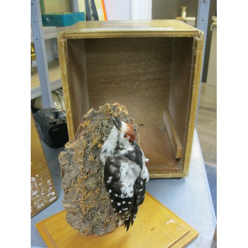 12 - A vintage taxidermy Greater Spotted Woodpecker on a tree branch in wooden transport case