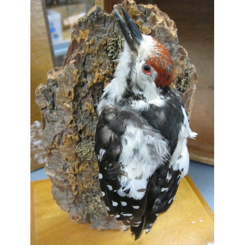 12 - A vintage taxidermy Greater Spotted Woodpecker on a tree branch in wooden transport case