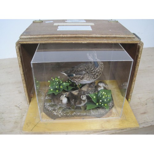 16 - Vintage Taxidermy Teal Duck with three ducklings, in glazed case, housed in wooden box