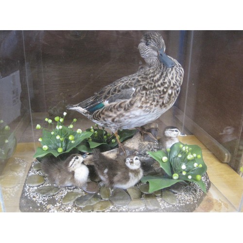 16 - Vintage Taxidermy Teal Duck with three ducklings, in glazed case, housed in wooden box