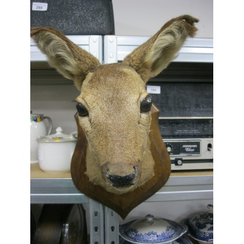 155 - A Taxidermy deers head mounted on a plaque