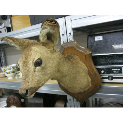 155 - A Taxidermy deers head mounted on a plaque