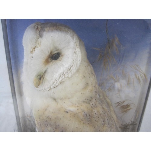 80 - A stunning taxidermy barn owl (tyro alba) in newer case, the case being a/f