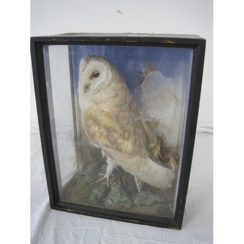 80 - A stunning taxidermy barn owl (tyro alba) in newer case, the case being a/f