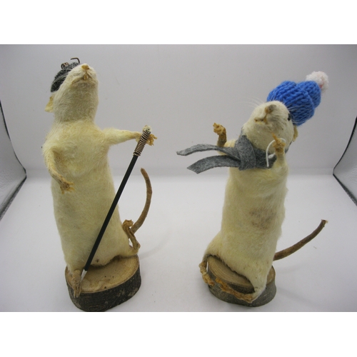 272 - A pair of playfully posed taxidermy white rats in hats and scarves on wooden bases