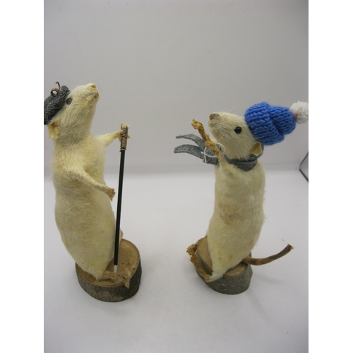 272 - A pair of playfully posed taxidermy white rats in hats and scarves on wooden bases