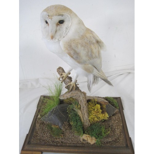 3 - A taxidermy Barn Owl in glazed case, in immaculate condition and beautifully presented