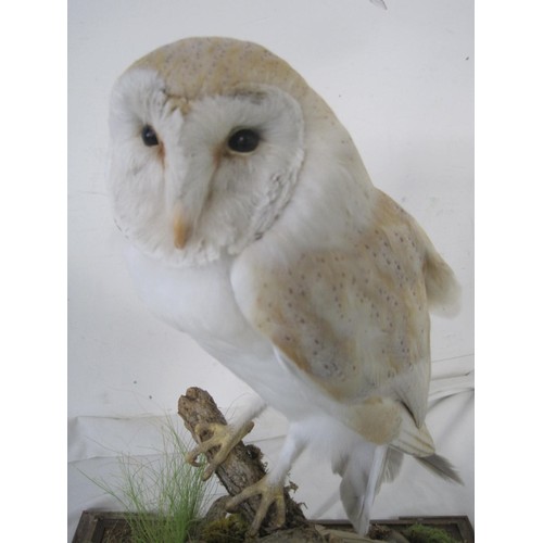 3 - A taxidermy Barn Owl in glazed case, in immaculate condition and beautifully presented