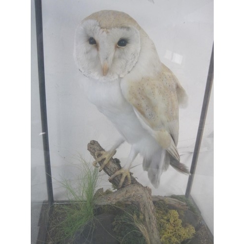 3 - A taxidermy Barn Owl in glazed case, in immaculate condition and beautifully presented