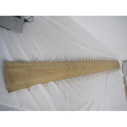 17 - A large antique Sawfish Rostrum, CITES Certificate Number 24GBA104UKGJX