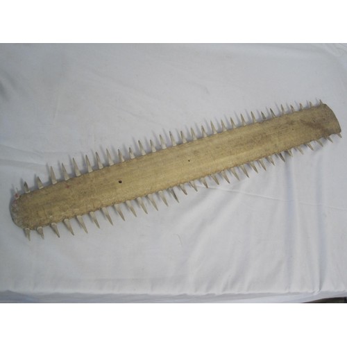 18 - A medium Sawfish Rostrum, CITES Certificate number 24GBA10Y1YX5X