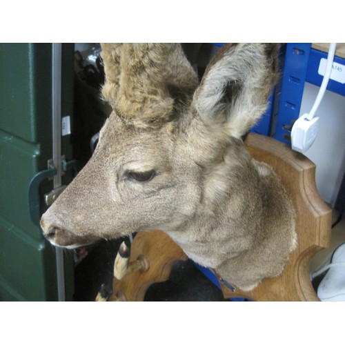 199 - A taxidermy deer hoof gun rack, labelled Roland Brillot, Quettehou