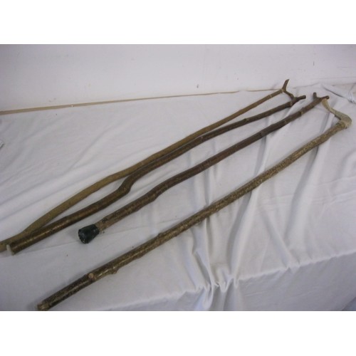 144 - 3 wooden walking staffs with forked tops and a walking staff wtih brass collar and ram's horn handle