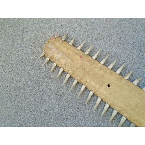 18 - A medium Sawfish Rostrum, CITES Certificate number 24GBA10Y1YX5X