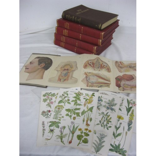 47 - 5 household physician books and an anatomical teaching aid