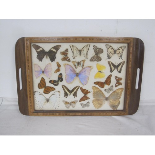 99 - A vintage far eastern multiwood tray displaying a selection of Tropical Butterfly's under glass .
Tr... 