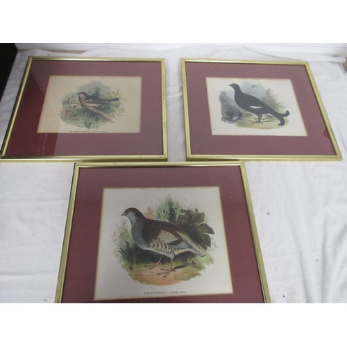 139 - 7 framed and glazed studies of birds, coloured, removed from books