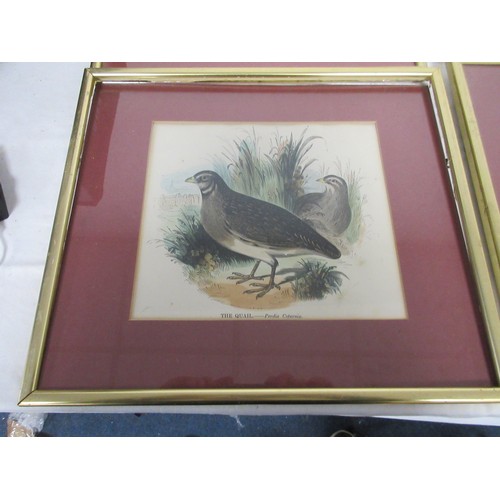 139 - 7 framed and glazed studies of birds, coloured, removed from books