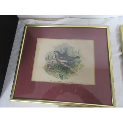 139 - 7 framed and glazed studies of birds, coloured, removed from books