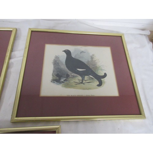 139 - 7 framed and glazed studies of birds, coloured, removed from books