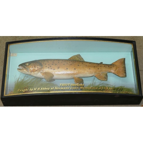 90 - A stuffed trout in glass case by J Cooper and Sons, with gilt lettering to the bow front glass; 'Tro... 