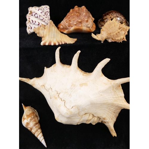 313 - A collection of shells comprised of a conch, a bullmouth red helmet shell, a tiger cowrie, a bear pa... 