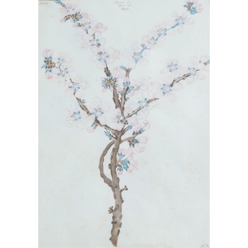 364 - Early 20th century British, 'Almond Tree', watercolour, numbered 356, titled and dated 'April 1912, ... 