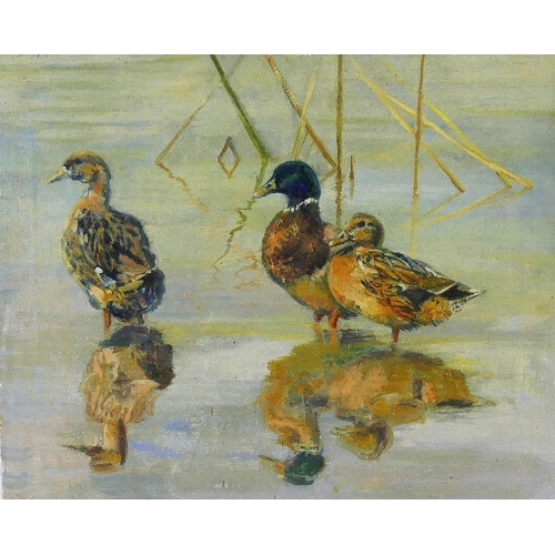 389 - 20th Century British, mallard ducks wading, oil on canvas, unsigned, 41cm x 51cm, unframed