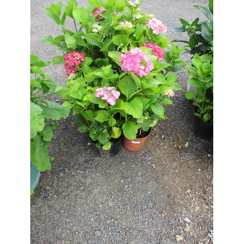 57 - Six potted mature Hydrangea