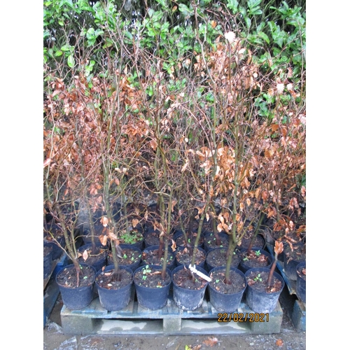 54 - Six mature potted Palm shrubs