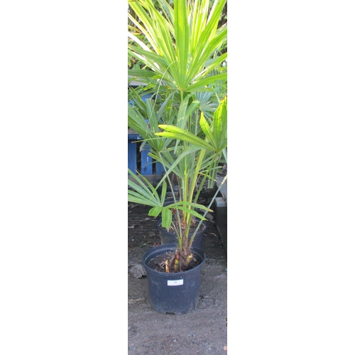 74 - Six potted mature Palm shrubs