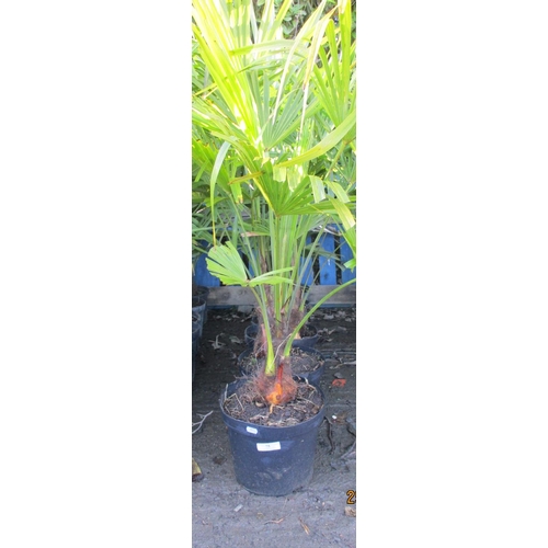 75 - Six potted mature Palm shrubs