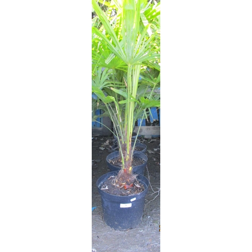 76 - Six potted mature Palm shrubs