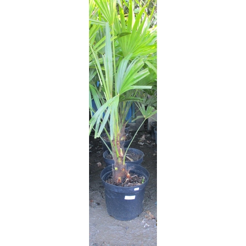 77 - Six potted mature Palm shrubs