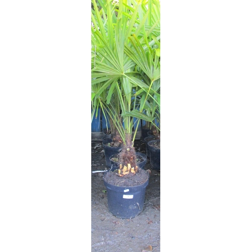 78 - Six potted mature Palm shrubs