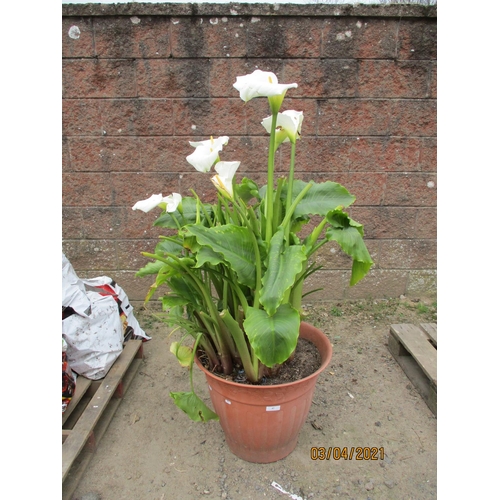 42 - A large potted Arum Lily