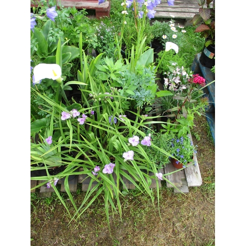 Lot 34        