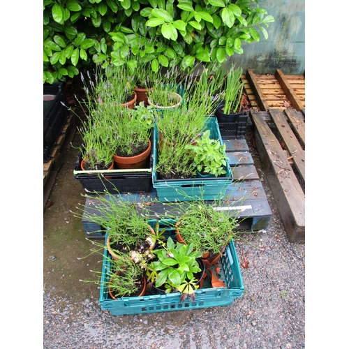 49 - A quantity of potted Heather and other plants and shrubs