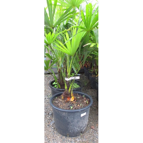 60 - Six potted mature Palm shrubs