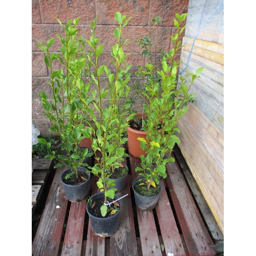 31 - Three potted shrubs