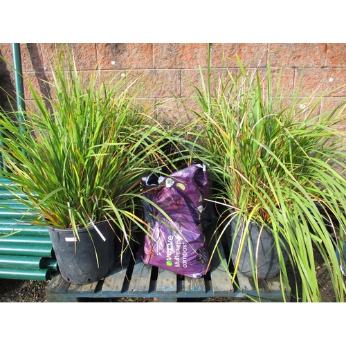 35 - Four potted plants together with a quantity of Raspberry canes