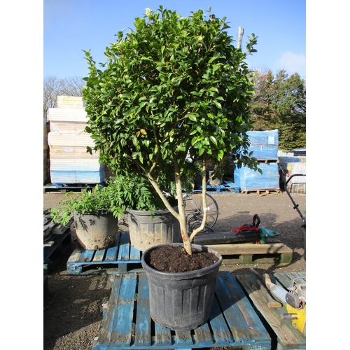 59 - A large potted Camelia