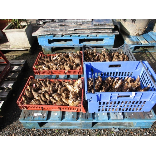 60 - Four trays of Jersey Lily bulbs