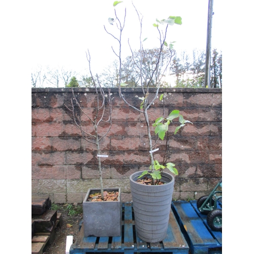 Lot 25        