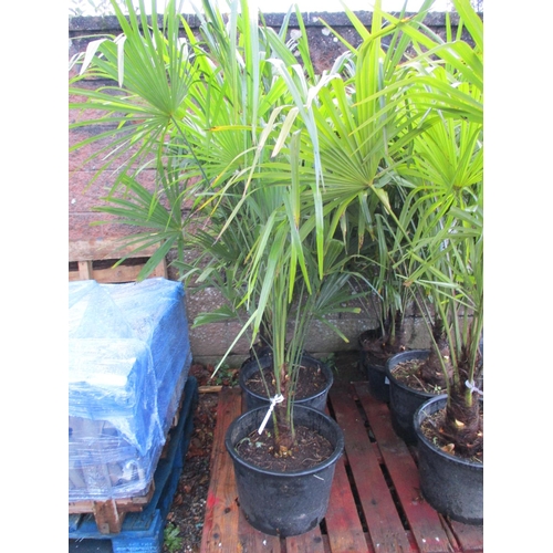 Lot 35        