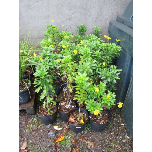 Lot 43        