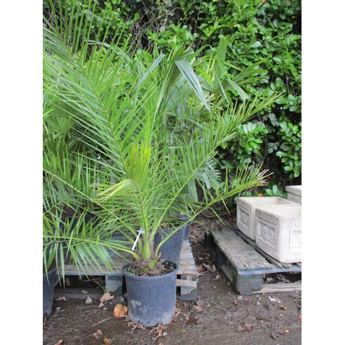 51 - Five potted mature Palms